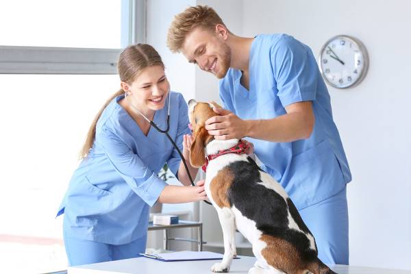 Veterinary Assistant