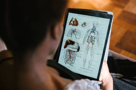 Student looking at anatomy of human body on a digital tablet