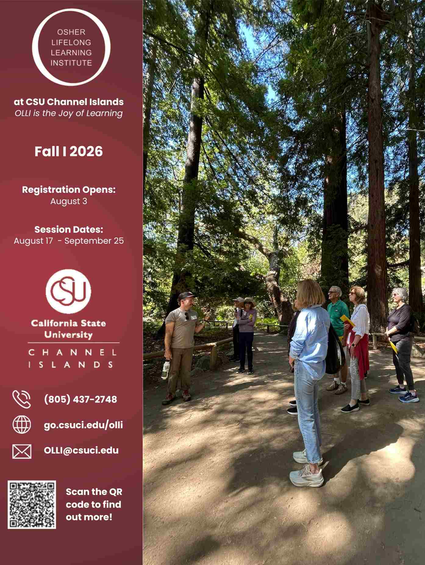 Vertical promotional banner for CSU Channel Islands' Osher Lifelong Learning Institute (OLLI) Fall I 2026. The left panel features OLLI and CSU Channel Islands branding, registration opens August 3, session dates August 17–September 25, contact information, website, email, and a QR code. The right panel shows a group of older adults listening to a guide during a nature walk beneath towering redwood trees in a sunlit forest.