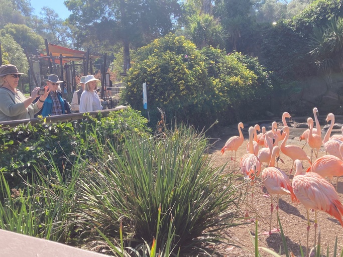 OLLI members watching flamingos at Santa Barbara Zoo